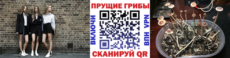 Купить закладки  Новосибирск  Псилоцибиновые грибы мухоморы 